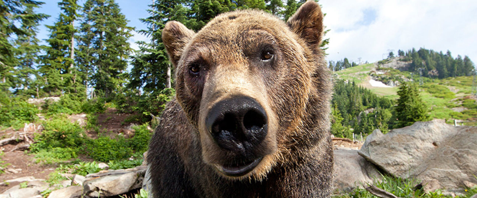 Field Trip Programs at Grouse Mountain