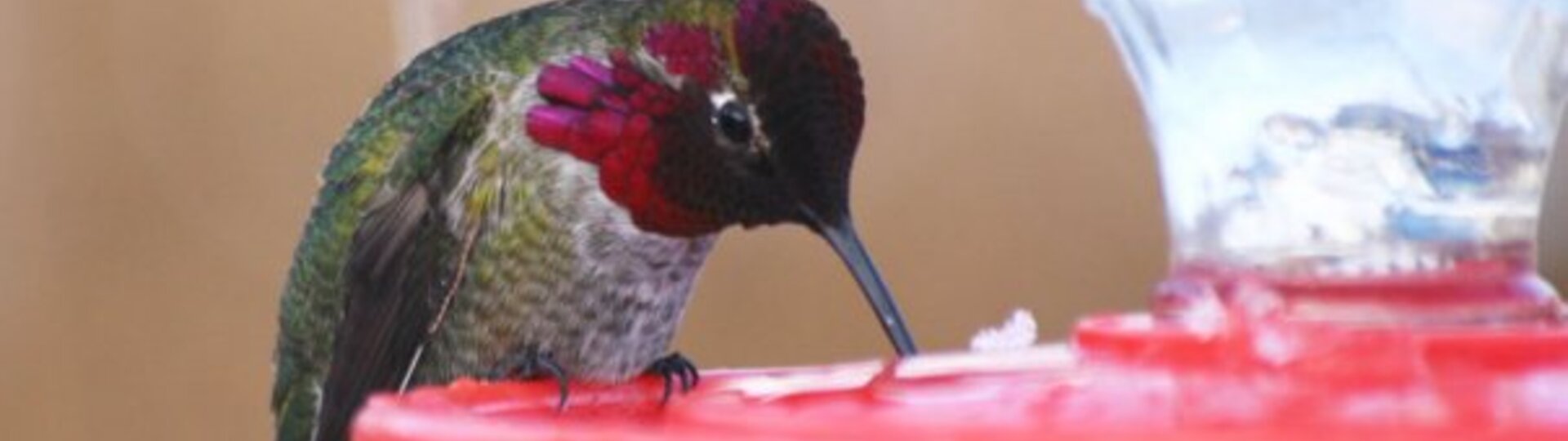 Hummingbird drinking from a feeder